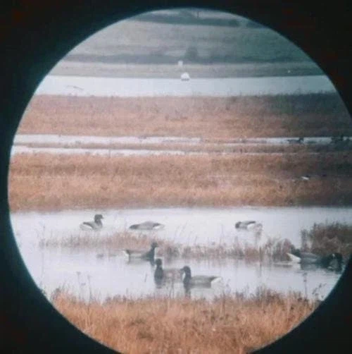 NASA가 공개한 목성 근접샷_6.webp