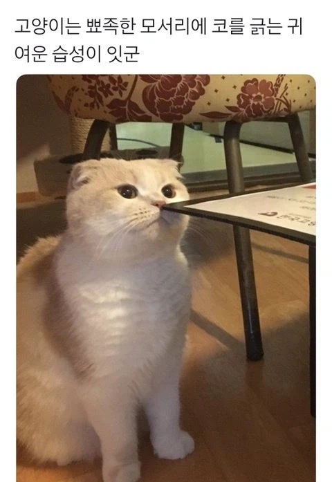 고양이의 귀여운 습성_1.webp