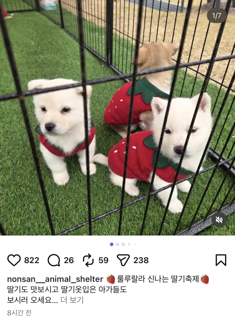 [충격] 논산 딸기 축제 때문에 강제로 끌려온 미성년자들_1.webp