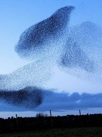 어느 셰익스피어 팬이 부른 나비효과_3.webp