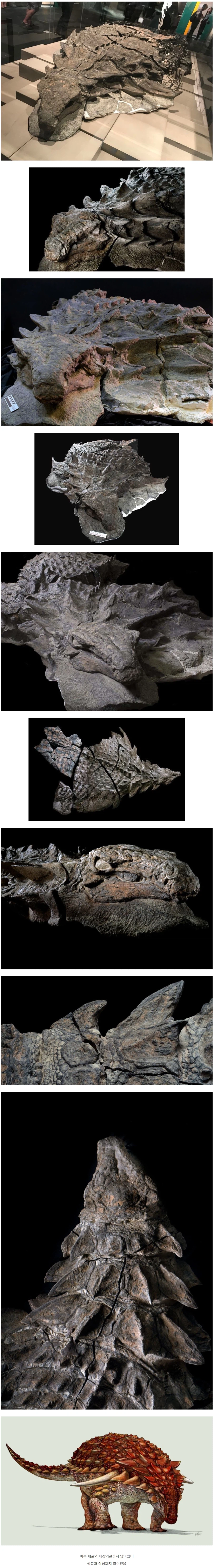 가장 완벽한 공룡화석.jpg_1.webp