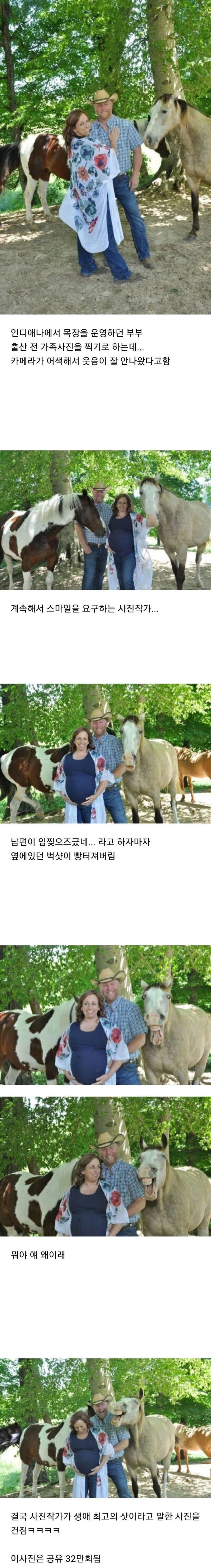 사진 찍는 부부에게 느닷없이 다가온 말 한 마리.jpg_1.webp