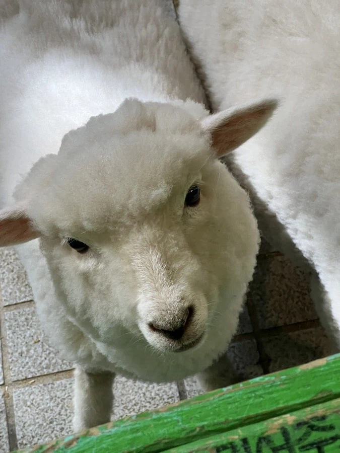 양이나 보고가라_1.webp