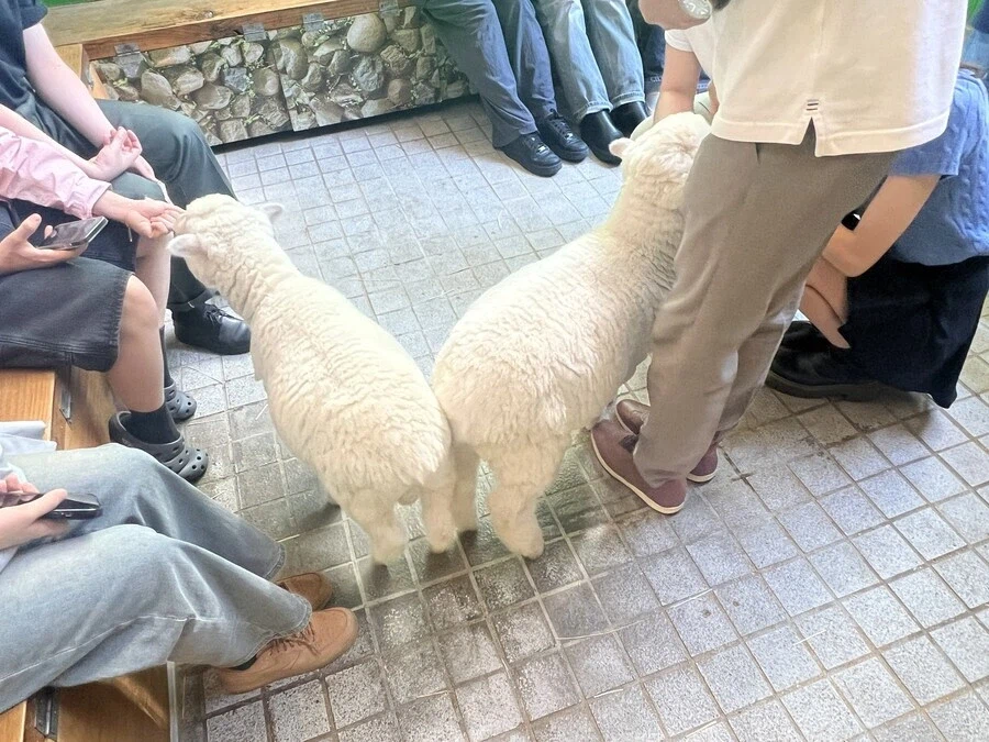 양이나 보고가라_2.webp