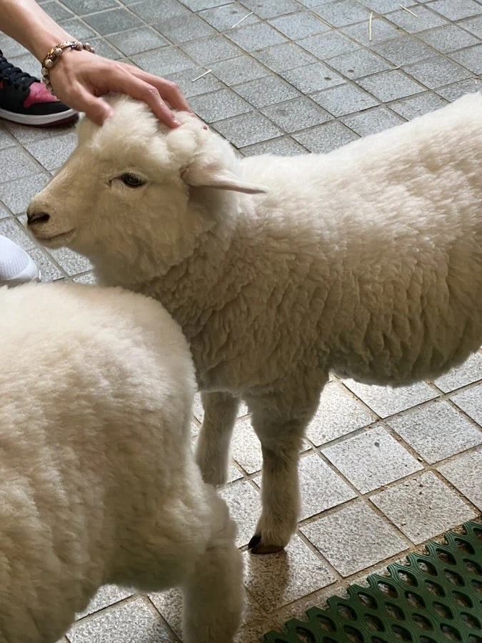 양이나 보고가라_3.webp