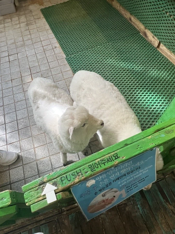 양이나 보고가라_4.webp