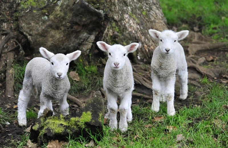 이런 십새끼네_1.webp