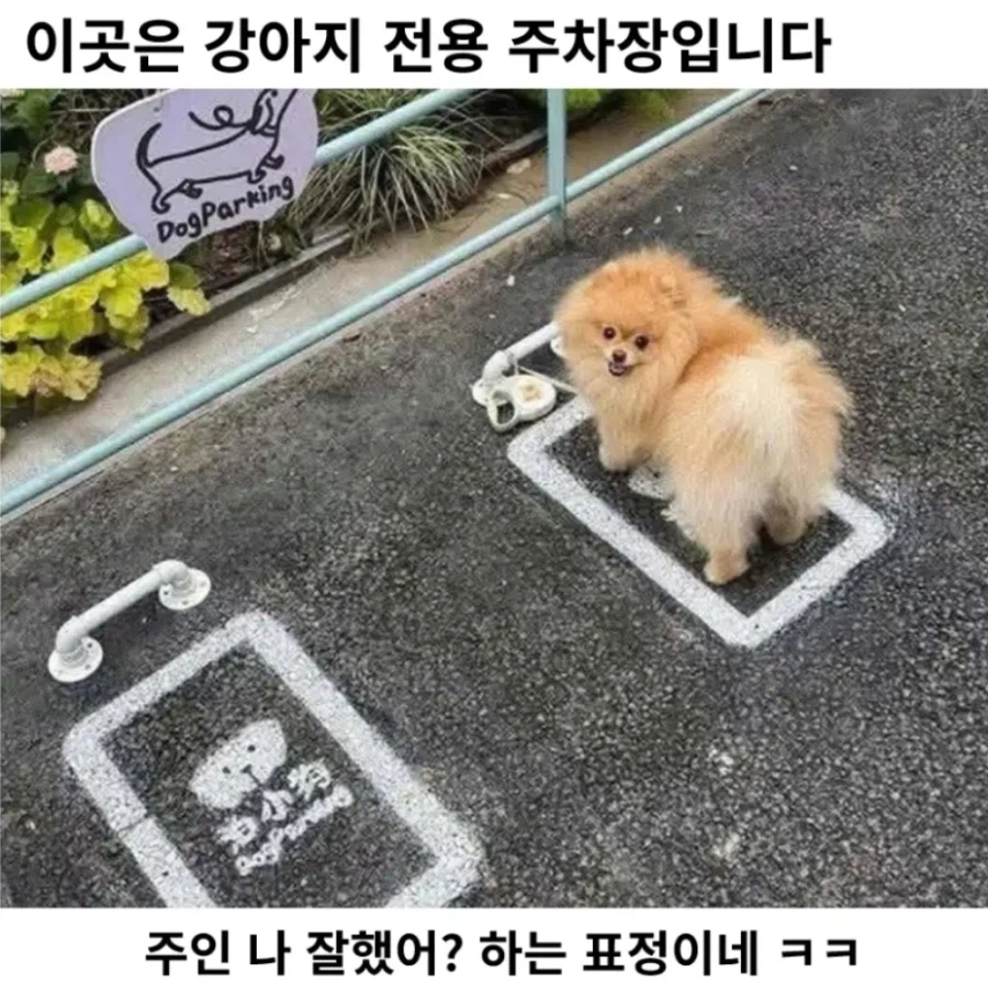 강아지전용 주차장_1.webp
