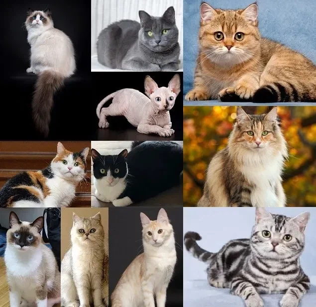 고양이를 처음 본 태평양 원주민의 반응...jpg_2.webp