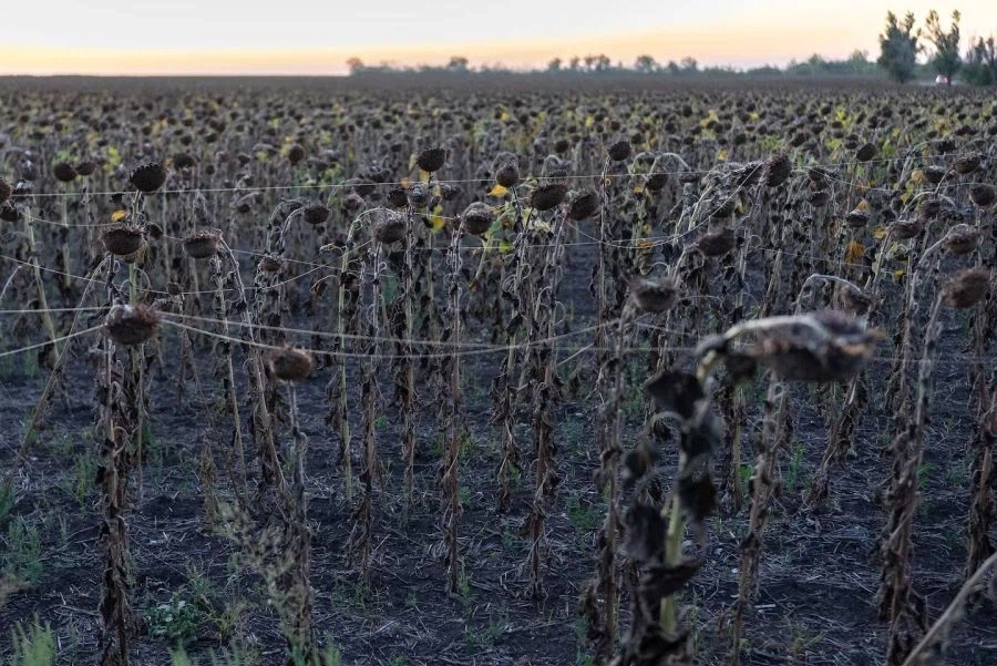 현대전 환경에 환경오염의 모습_4.webp