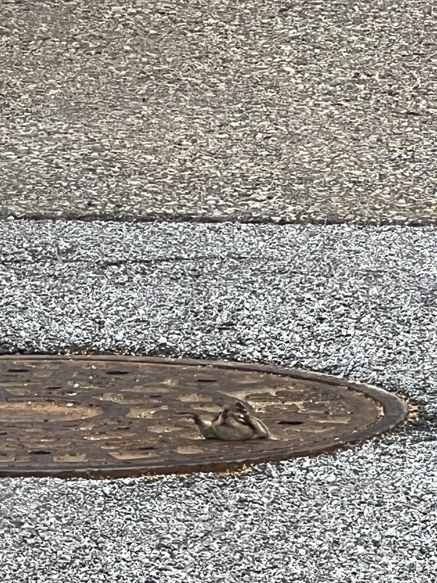 다람쥐: 그분께서 암흑속에 떨어질 뻔한 나를 구원하셨다_2.webp