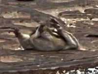 다람쥐: 그분께서 암흑속에 떨어질 뻔한 나를 구원하셨다_4.webp