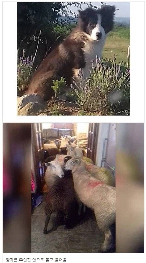 양치기견의 실수_1.webp