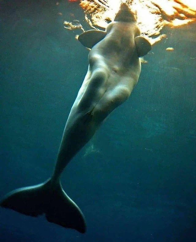 돌고래 하반신_1.webp