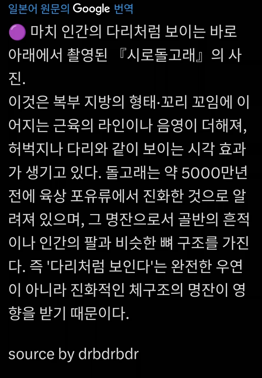 돌고래 하반신_2.webp