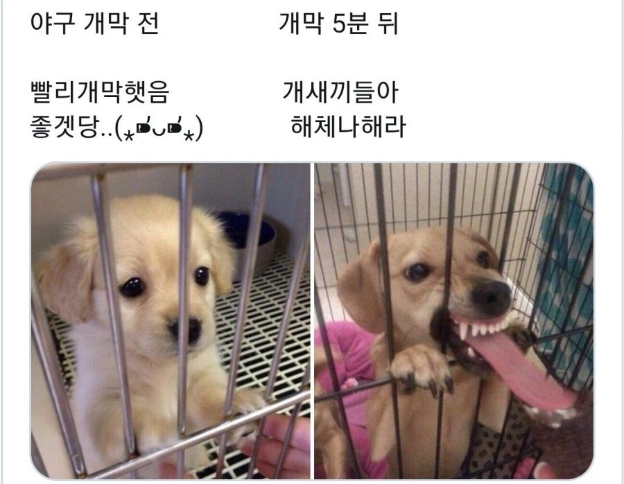 야구가 개막한걸 알 수 있는 이유_2.webp