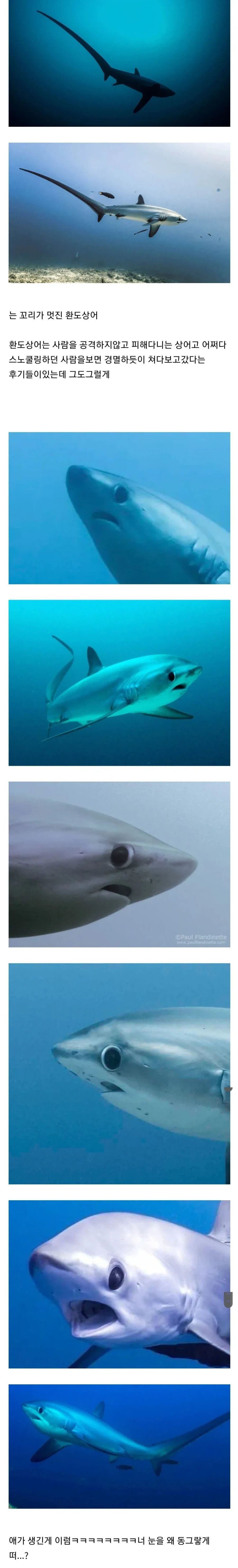 사람을 보면 경멸하듯이 쳐다보고 간다는 상어..jpg_1.webp