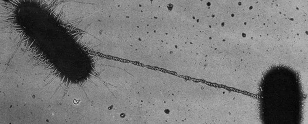 고작 동물 성교 가지고 되겠느냐_2.webp
