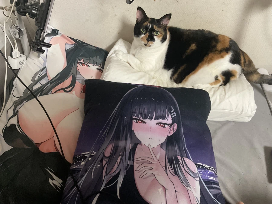 고양이) 베개 뺏김_2.webp