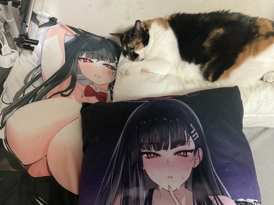 고양이) 베개 뺏김_4.webp