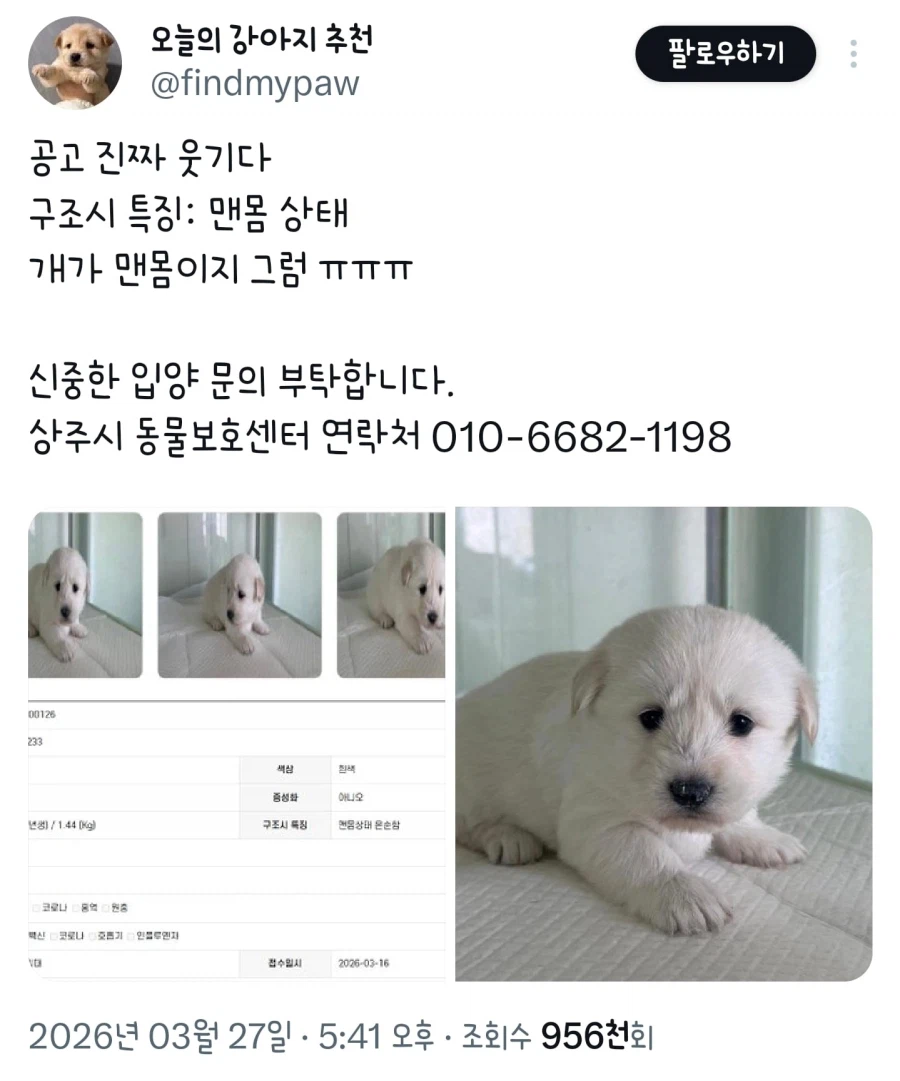 맨몸 상태로 발견된 화제의 강아지.jpg_1.webp