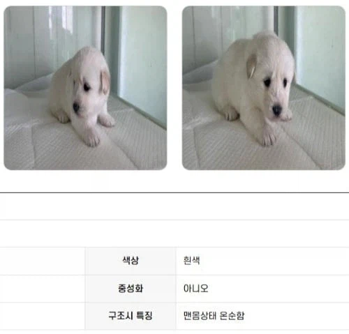 맨몸 상태로 발견된 화제의 강아지.jpg_2.webp