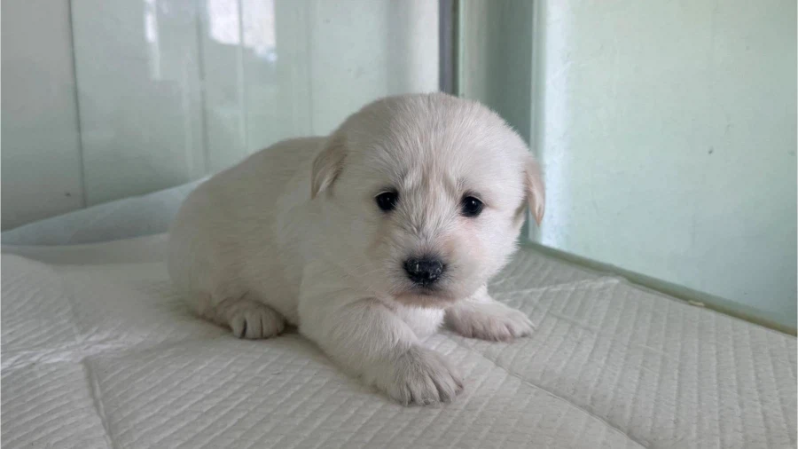 맨몸 상태로 발견된 화제의 강아지.jpg_3.webp