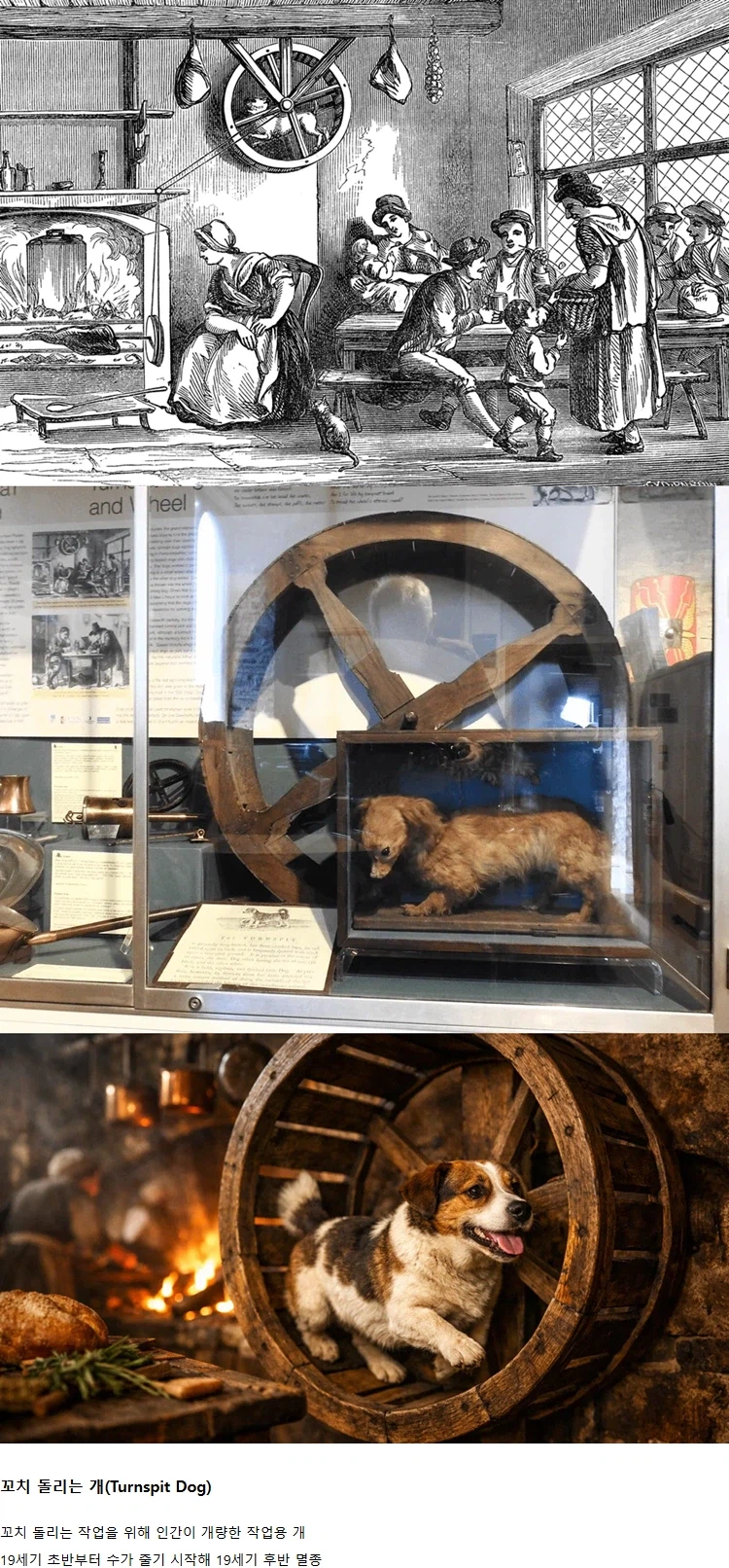 인간을 위해 일하다 멸종된 개_1.webp