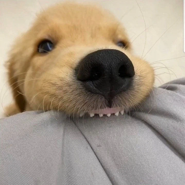 무시무시한 맹수._1.webp