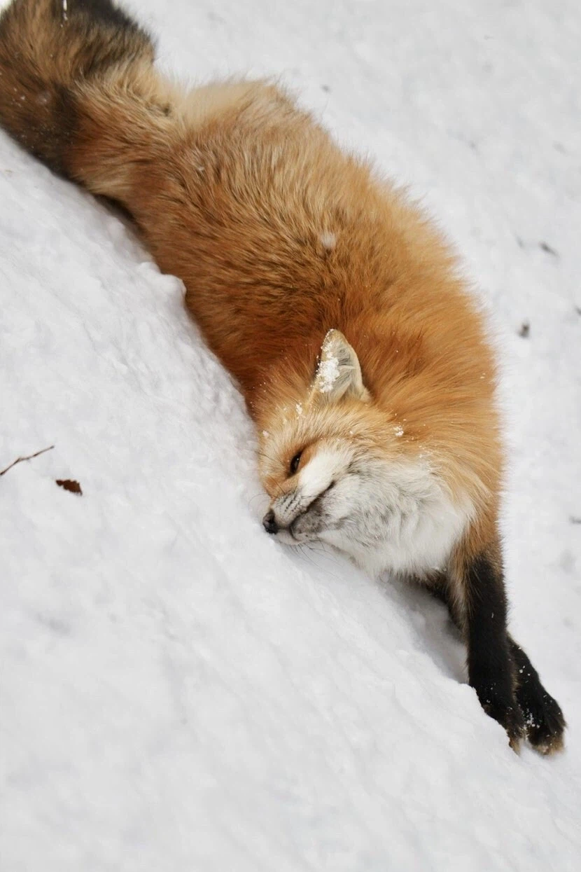 옛날 사람들이 여우가 사람을 홀린다고 믿은 이유_4.webp