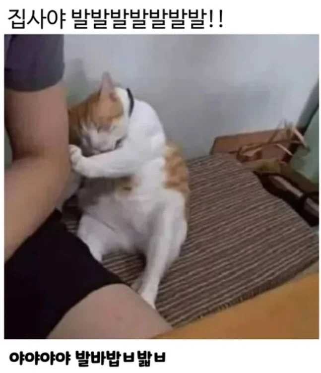 집사야! 발발발발!!_1.webp