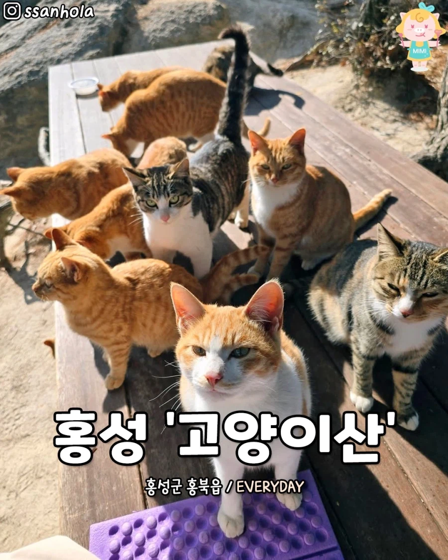 홍성에 있다는 고양이 산_1.webp