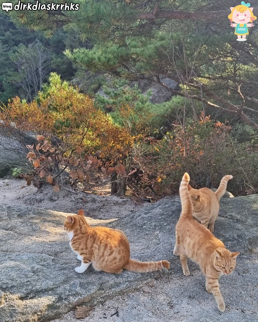 홍성에 있다는 고양이 산_2.webp