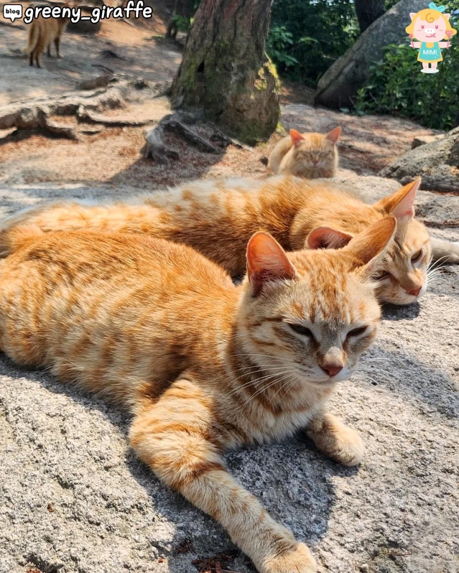 홍성에 있다는 고양이 산_3.webp