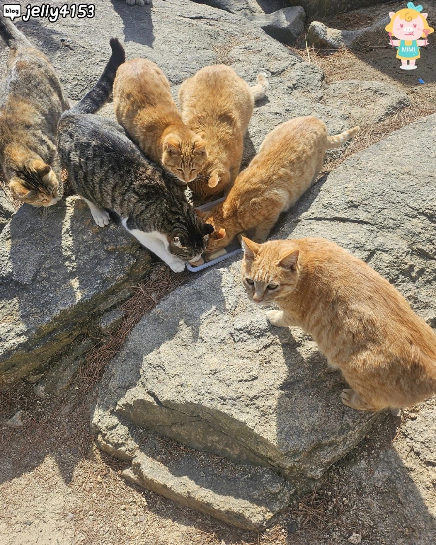 홍성에 있다는 고양이 산_4.webp