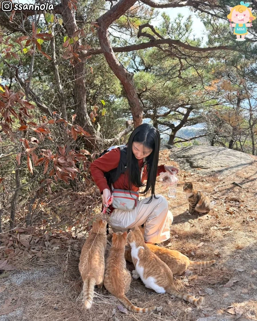 홍성에 있다는 고양이 산_5.webp