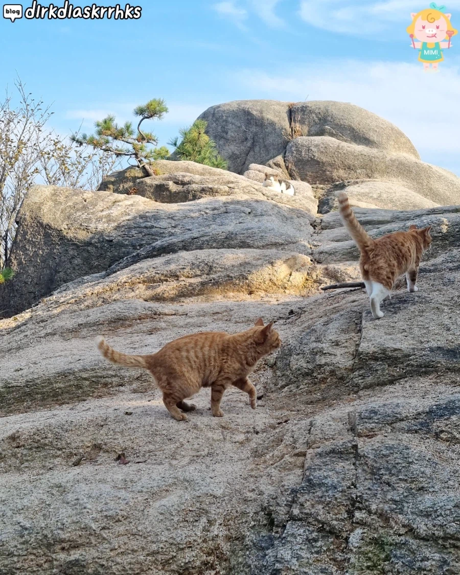 홍성에 있다는 고양이 산_7.webp