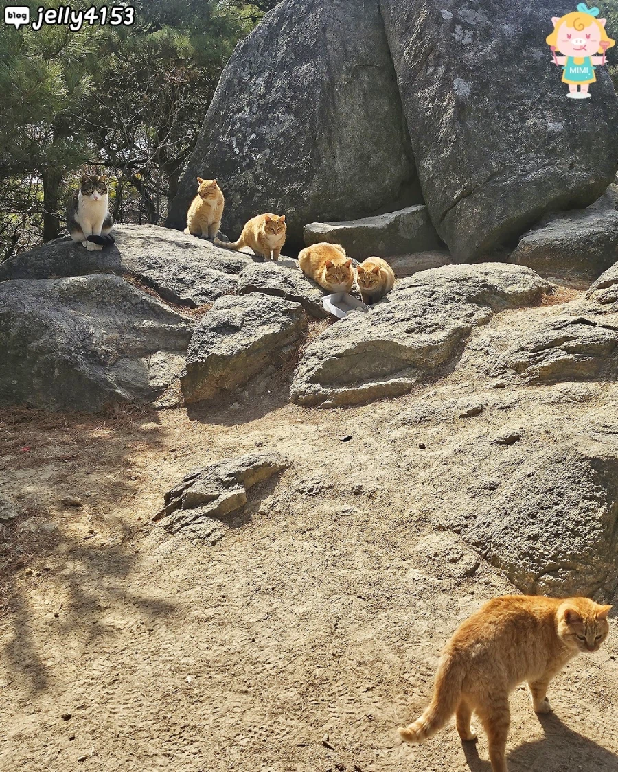 홍성에 있다는 고양이 산_8.webp