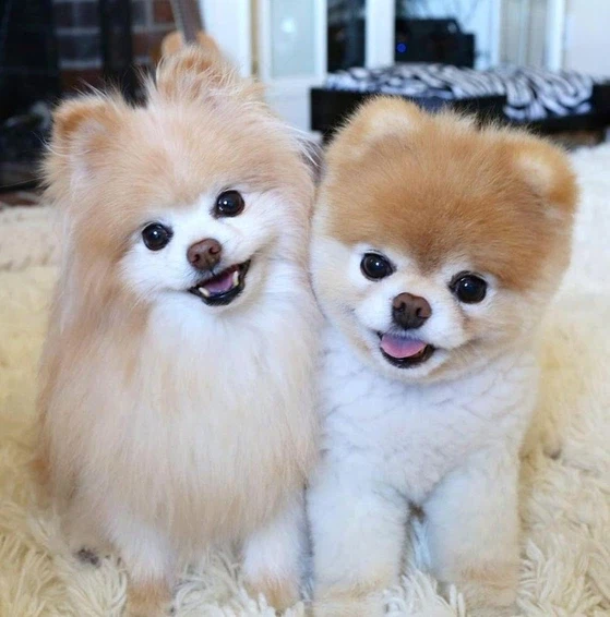 세상에서 제일 귀여운 강아지_2.webp