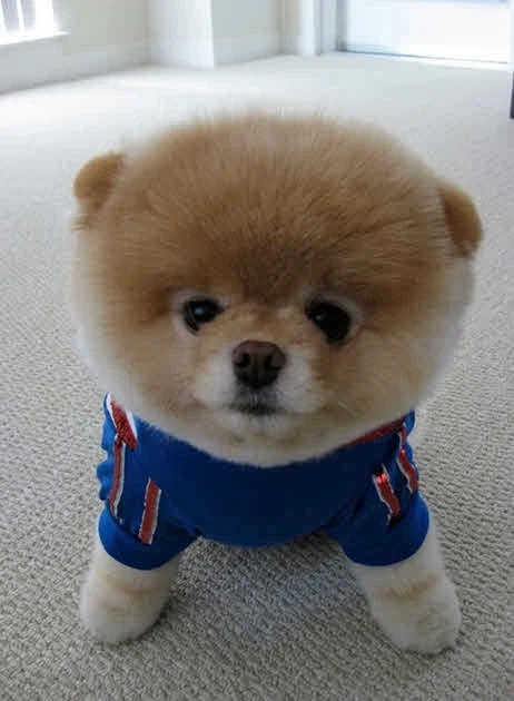 세상에서 제일 귀여운 강아지_4.webp