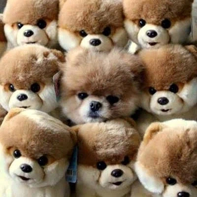 세상에서 제일 귀여운 강아지_6.webp