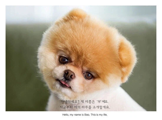 세상에서 제일 귀여운 강아지_7.webp