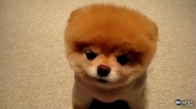 세상에서 제일 귀여운 강아지_8.webp