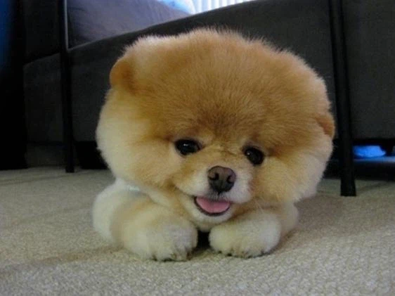 세상에서 제일 귀여운 강아지_9.webp