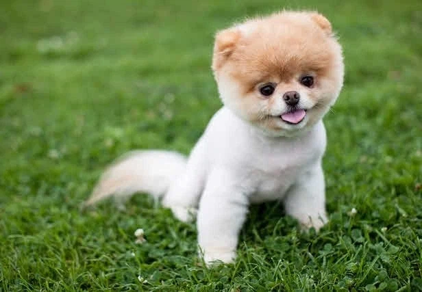 세상에서 제일 귀여운 강아지_10.webp