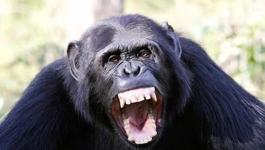 영화) ??? : MCU 공식 채널이 자폭했다!_1.webp