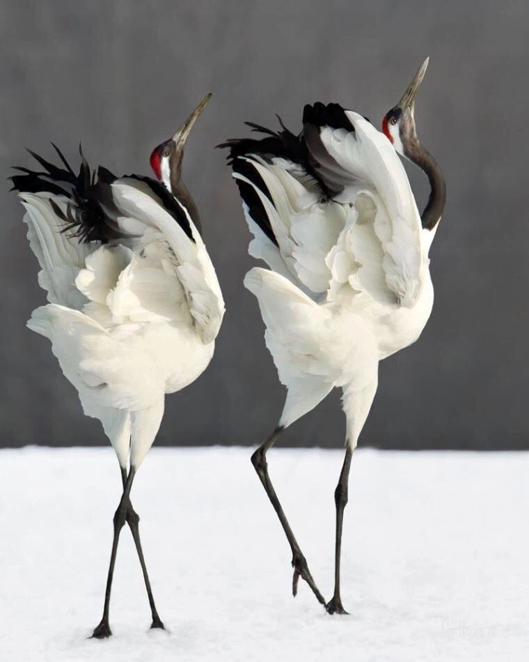 학과 두루미 구별하는 법_2.webp