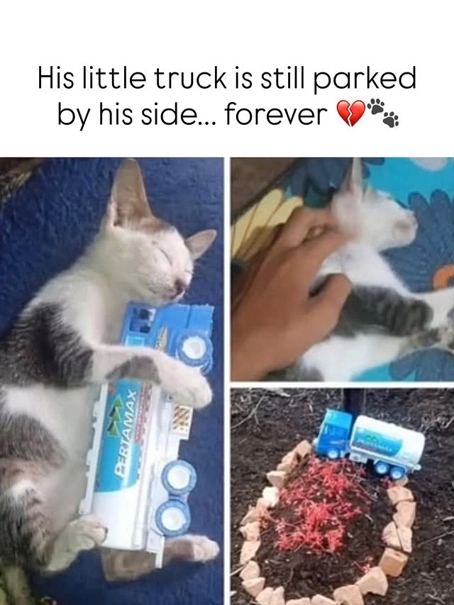 고양이들의 무덤_2.webp