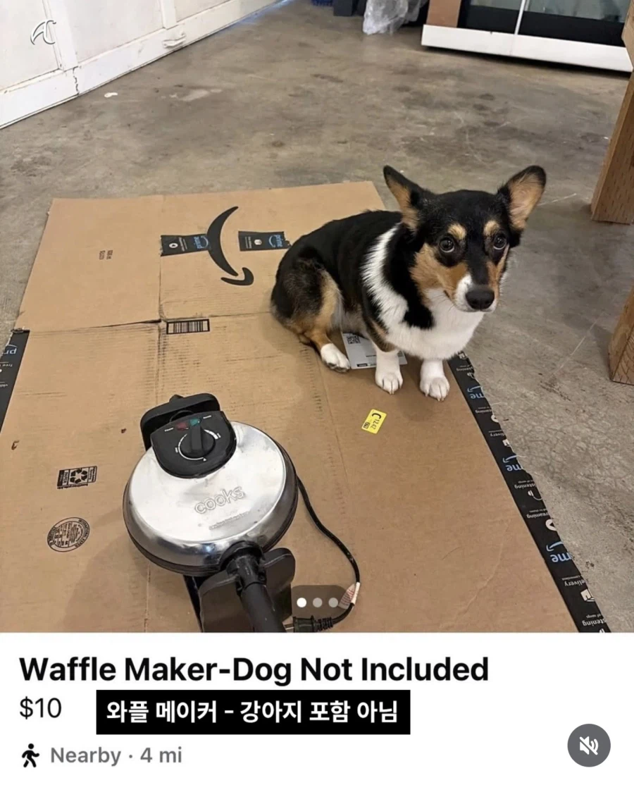 강아지 키우는 사람이 중고판매 사진 올릴때 특징_1.webp