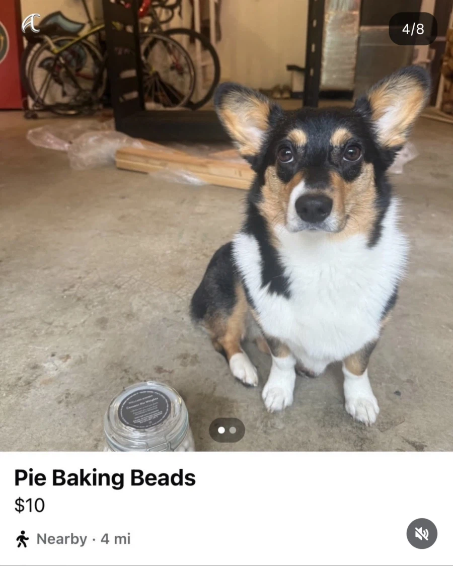 강아지 키우는 사람이 중고판매 사진 올릴때 특징_3.webp